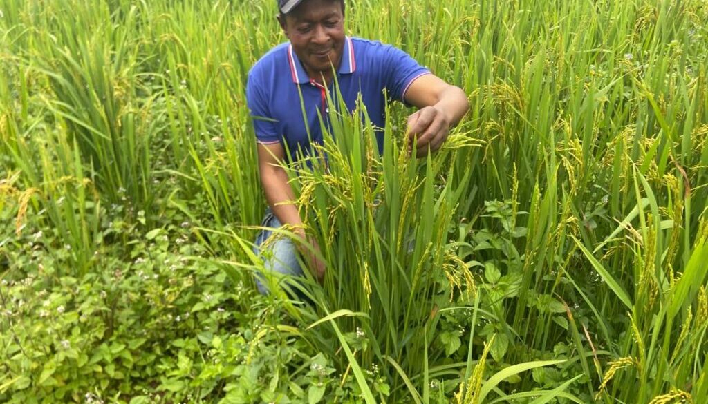 Rice farming in Andek municipality is now a reality.