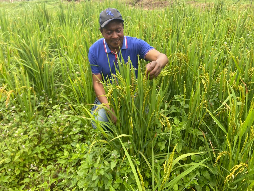 Rice farming in Andek municipality is now a reality.