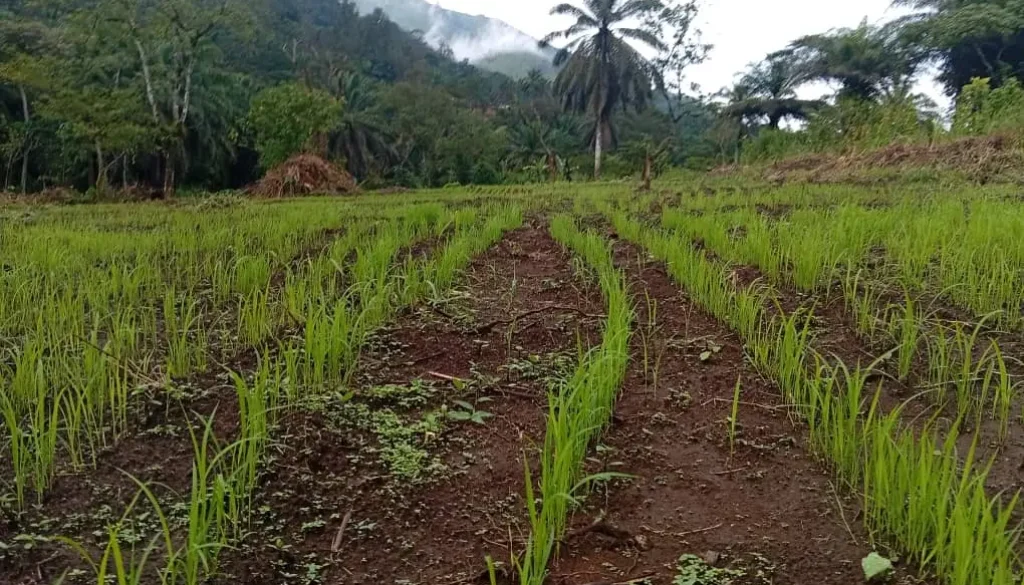 ANDEK RICE FARM. 2026