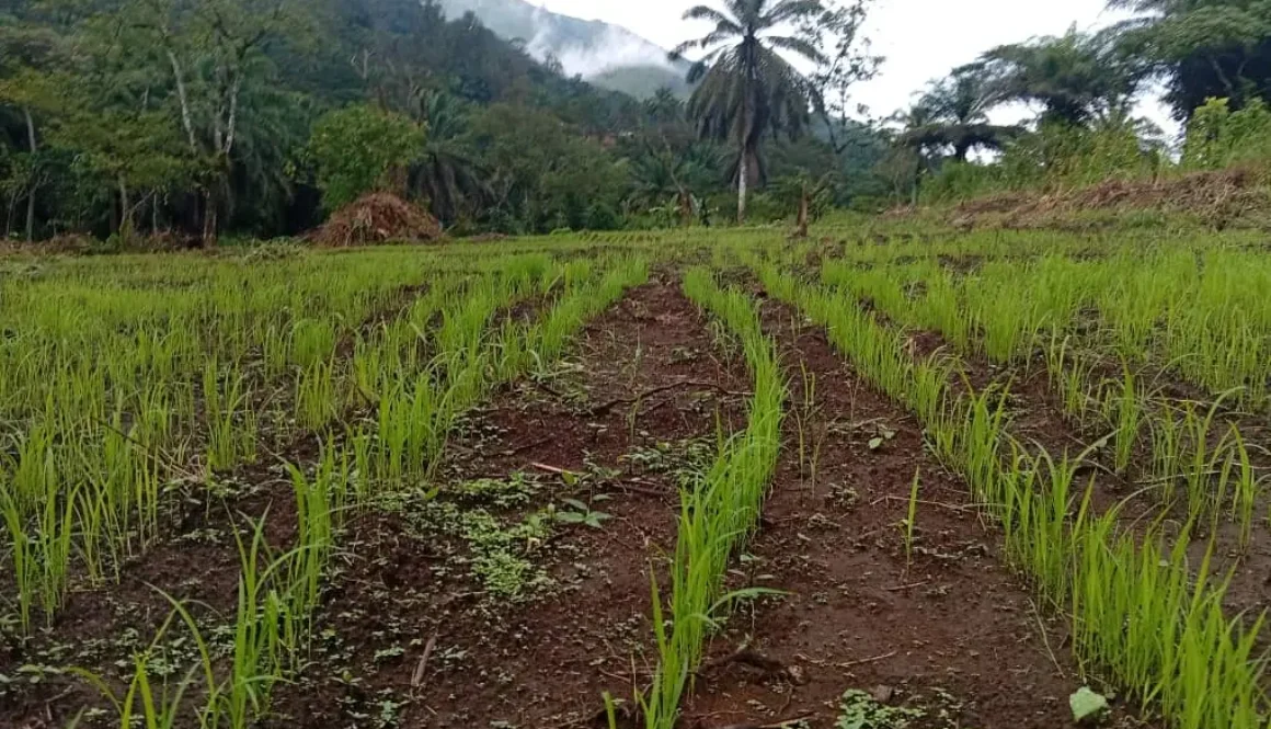 ANDEK RICE FARM. 2026