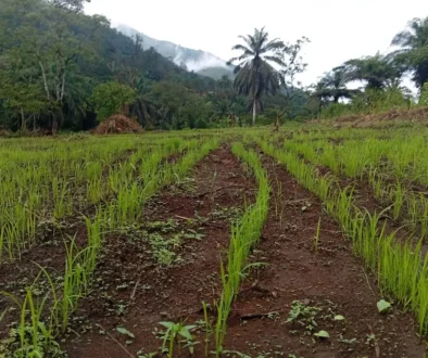 ANDEK RICE FARM. 2026