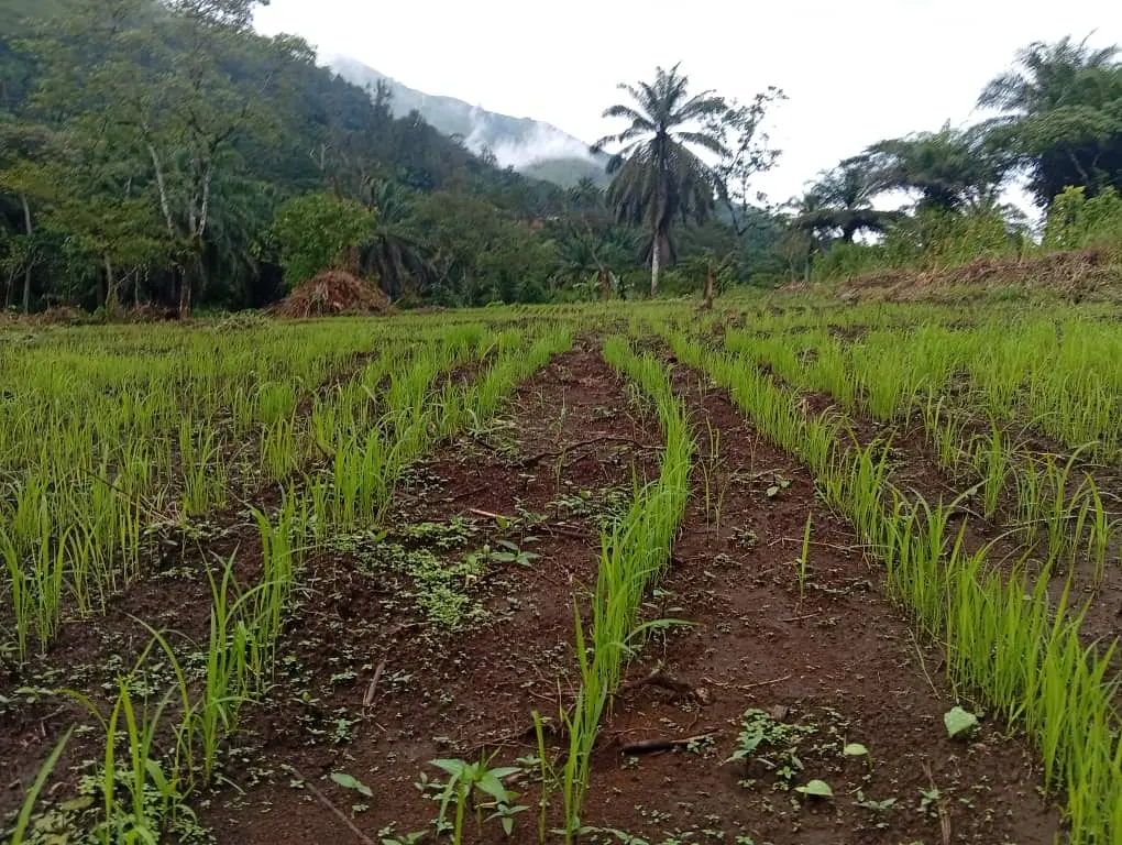 ANDEK RICE FARM. 2026