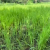 ANDEK COUNCIL UPLAND RICE REVOLUTION ANDEK DETERMINED TO EMERGE AS ONE OF THE LEADING UPLAND RICE PRODUCERS IN THE NORTH WEST REGION