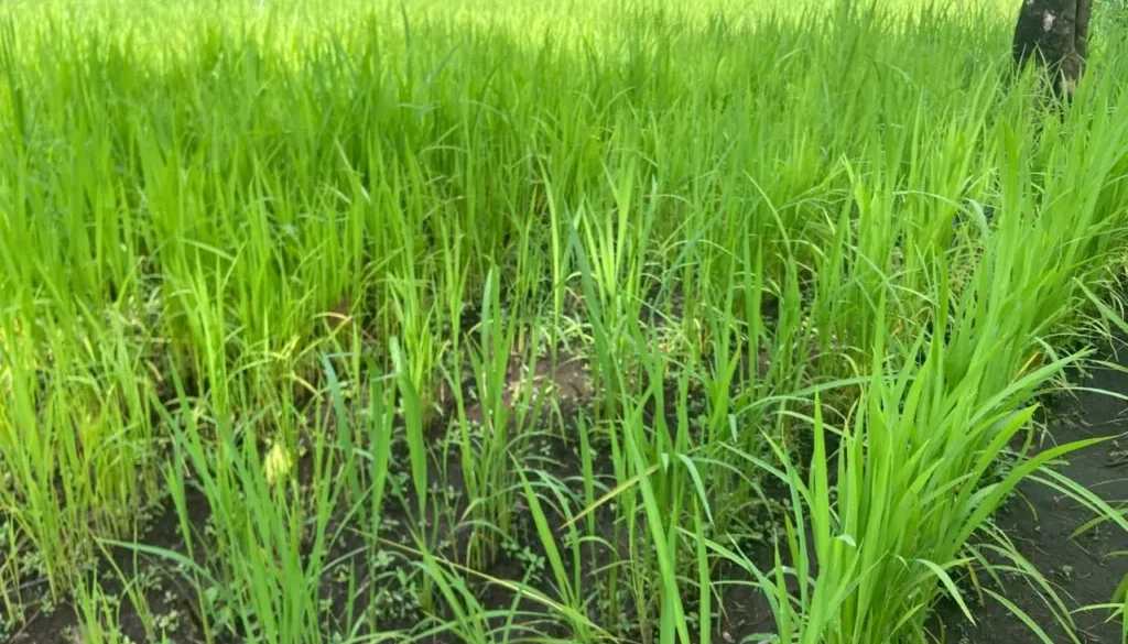 ANDEK COUNCIL UPLAND RICE REVOLUTION ANDEK DETERMINED TO EMERGE AS ONE OF THE LEADING UPLAND RICE PRODUCERS IN THE NORTH WEST REGION