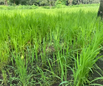 ANDEK COUNCIL UPLAND RICE REVOLUTION ANDEK DETERMINED TO EMERGE AS ONE OF THE LEADING UPLAND RICE PRODUCERS IN THE NORTH WEST REGION