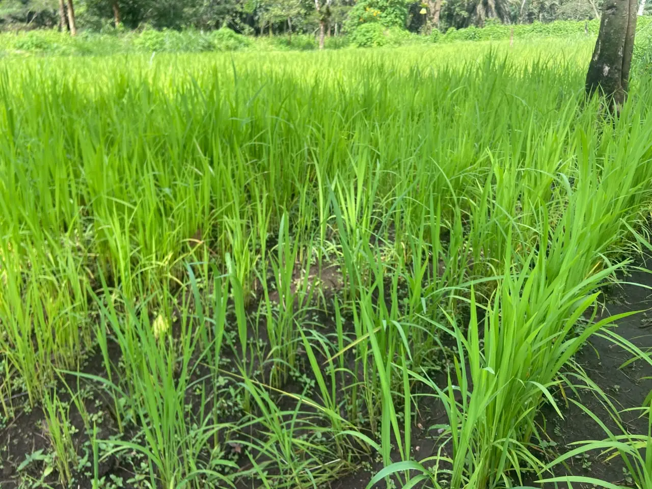 ANDEK COUNCIL UPLAND RICE REVOLUTION ANDEK DETERMINED TO EMERGE AS ONE OF THE LEADING UPLAND RICE PRODUCERS IN THE NORTH WEST REGION