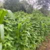 LARGE-SCALE PRODUCTION OF NGIE BEANS ANDEK MUNICIPALITY IS READY FOR THE MARKET