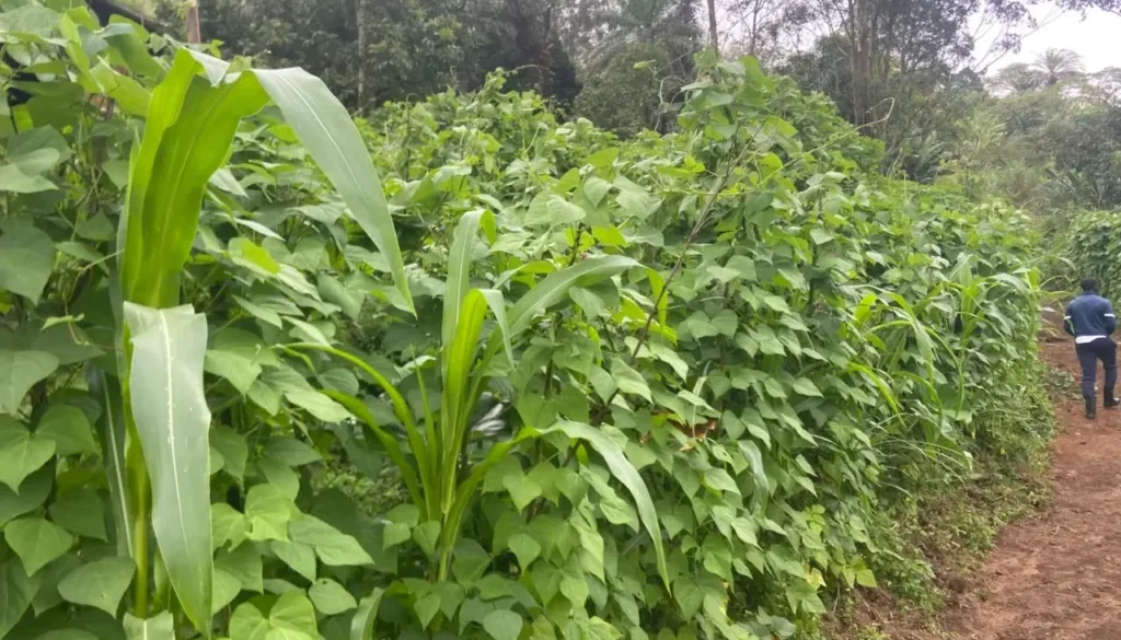 LARGE-SCALE PRODUCTION OF NGIE BEANS ANDEK MUNICIPALITY IS READY FOR THE MARKET
