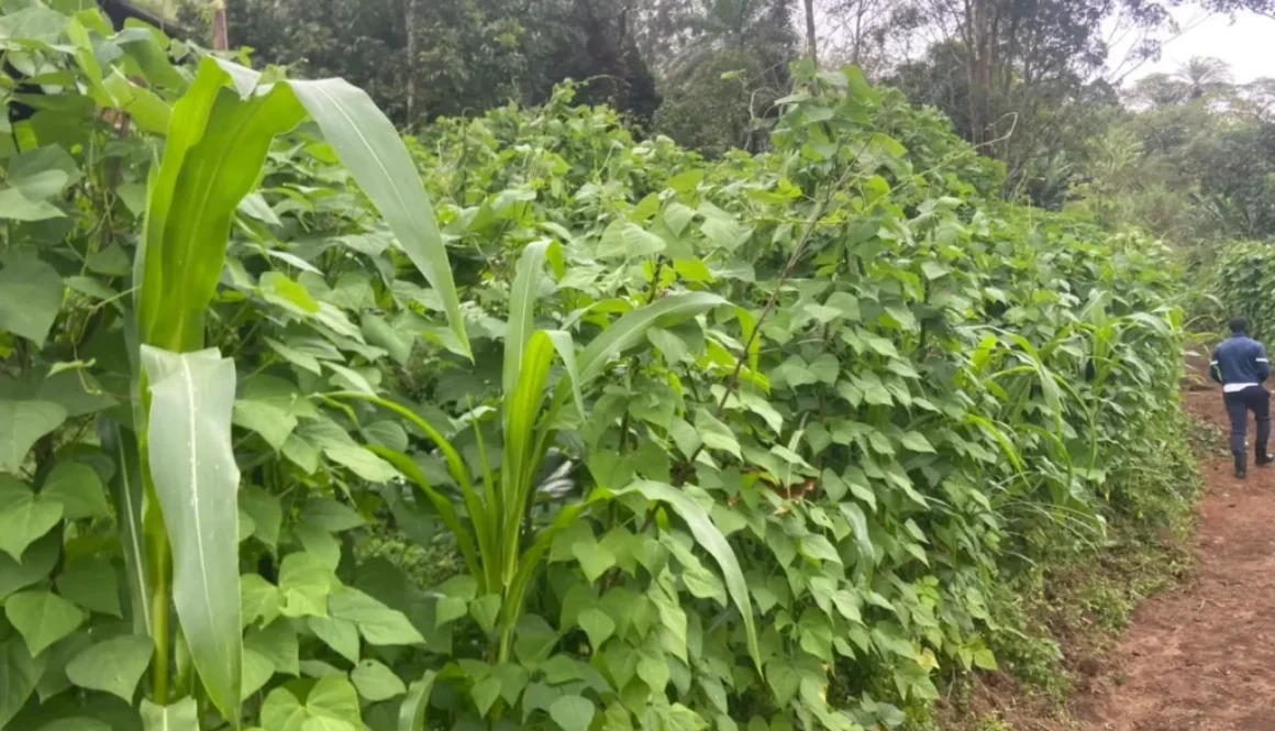 LARGE-SCALE PRODUCTION OF NGIE BEANS ANDEK MUNICIPALITY IS READY FOR THE MARKET