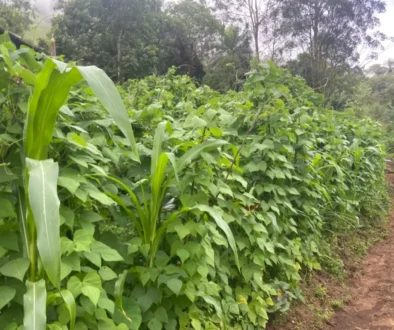 LARGE-SCALE PRODUCTION OF NGIE BEANS ANDEK MUNICIPALITY IS READY FOR THE MARKET