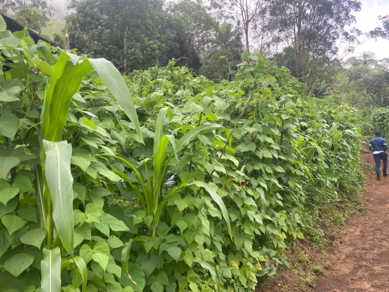 LARGE-SCALE PRODUCTION OF NGIE BEANS ANDEK MUNICIPALITY IS READY FOR THE MARKET