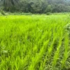 RICE CULTIVATION IN ANDEK. MUNICIPAL RICE FARM. Sept 2026.