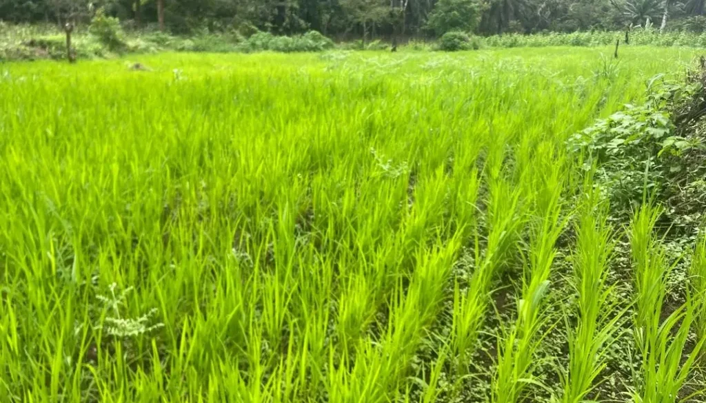 RICE CULTIVATION IN ANDEK. MUNICIPAL RICE FARM. Sept 2026.