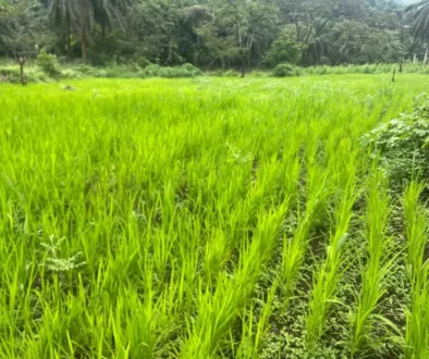 RICE CULTIVATION IN ANDEK. MUNICIPAL RICE FARM. Sept 2026.