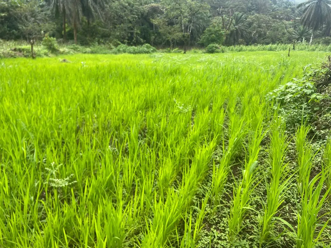 RICE CULTIVATION IN ANDEK. MUNICIPAL RICE FARM. Sept 2026.